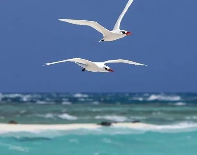 Onix Blue Mamaia Nord